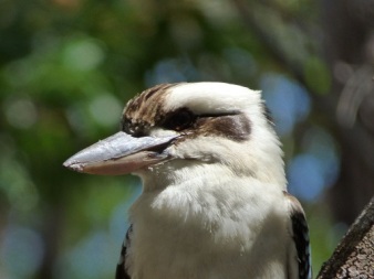kookaburra
