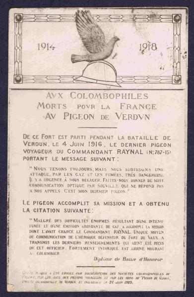 Pigeon5