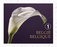 Belgique_arum