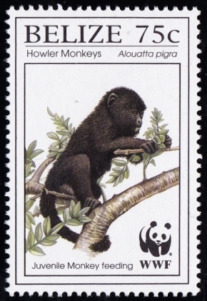 Black_Howler_Monkey3
