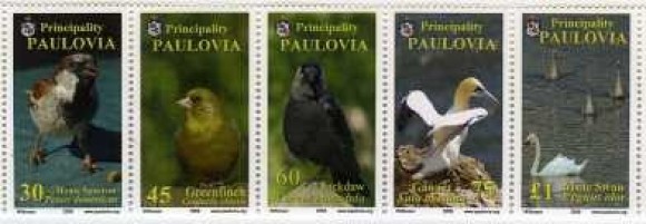 Paulovia6