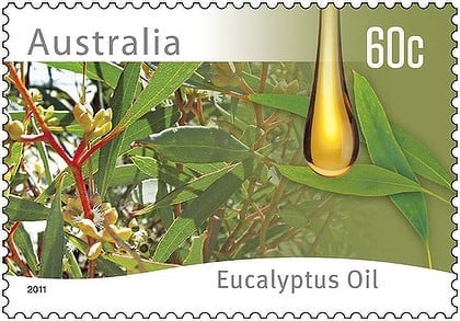 Australia_eucalyptus1