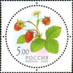 Russie_fruits5